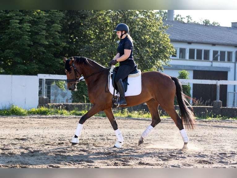 Sportivo Tedesco / Sportivo della Germania Giumenta 5 Anni 168 cm Baio in Radeburg