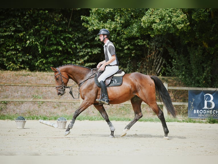 Sportivo Tedesco / Sportivo della Germania Giumenta 5 Anni 168 cm Baio in Riedstadt