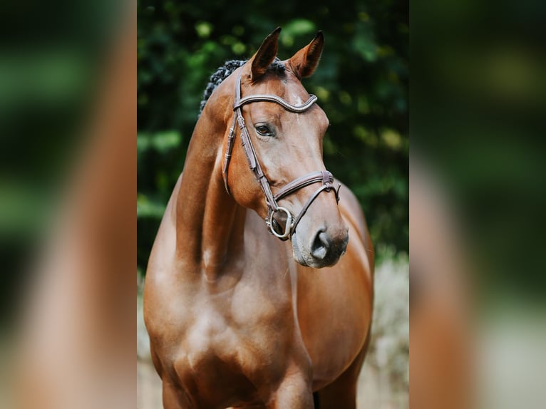 Sportivo Tedesco / Sportivo della Germania Giumenta 5 Anni 168 cm Baio in Riedstadt