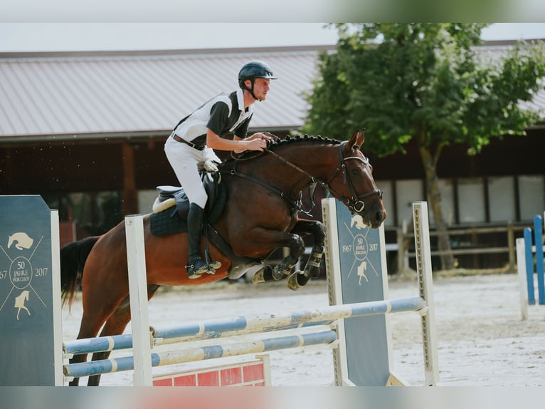 Sportivo Tedesco / Sportivo della Germania Giumenta 5 Anni 168 cm Baio in Riedstadt
