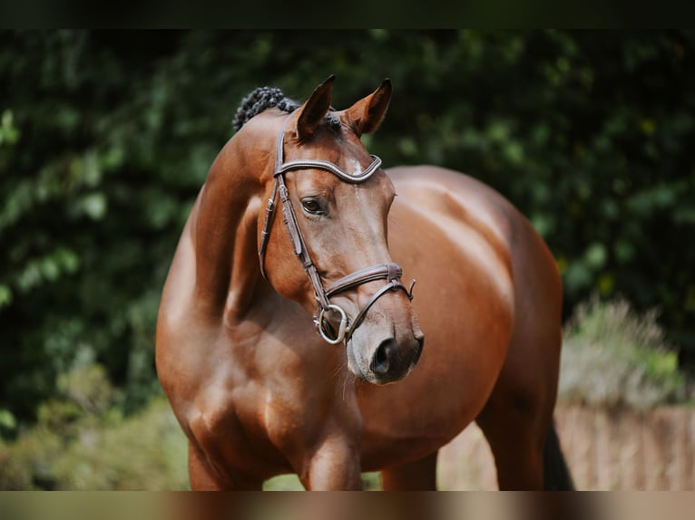 Sportivo Tedesco / Sportivo della Germania Giumenta 5 Anni 168 cm Baio in Riedstadt