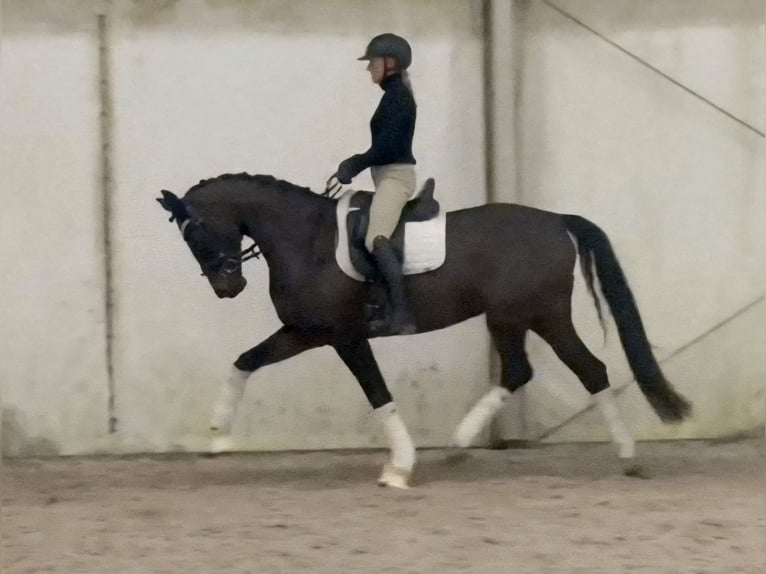 Sportivo Tedesco / Sportivo della Germania Giumenta 5 Anni 168 cm Baio scuro in Berlin