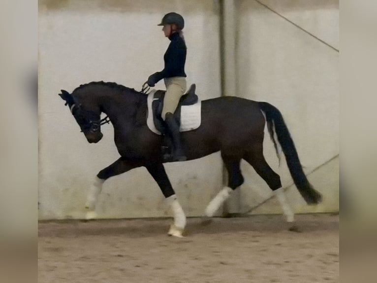 Sportivo Tedesco / Sportivo della Germania Giumenta 5 Anni 168 cm Baio scuro in Berlin