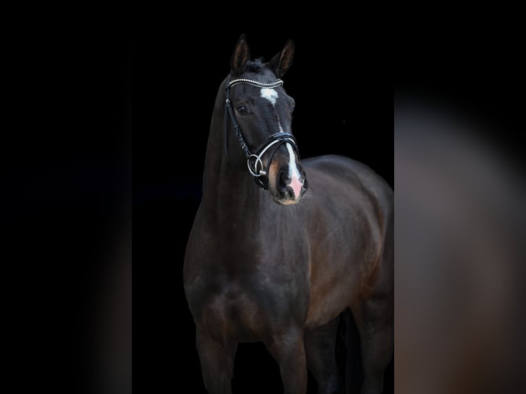 Sportivo Tedesco / Sportivo della Germania Giumenta 5 Anni 168 cm Baio scuro in Röttingen