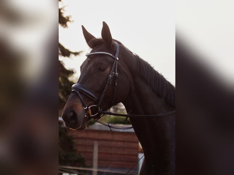 Sportivo Tedesco / Sportivo della Germania Giumenta 5 Anni 168 cm Baio scuro in Stendal