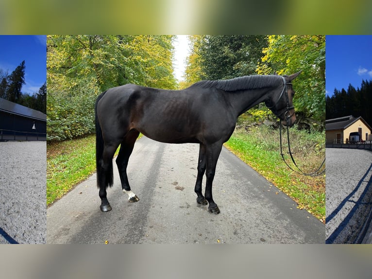 Sportivo Tedesco / Sportivo della Germania Giumenta 5 Anni 168 cm Baio scuro in Gadow Sportivo Tedesco / Sportivo della Germania Giumenta 5 Anni 168 cm Baio scuro in Gadow