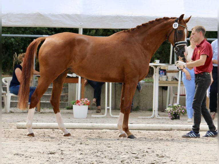 Sportivo Tedesco / Sportivo della Germania Giumenta 5 Anni 168 cm  in Pollitz (Altmark)