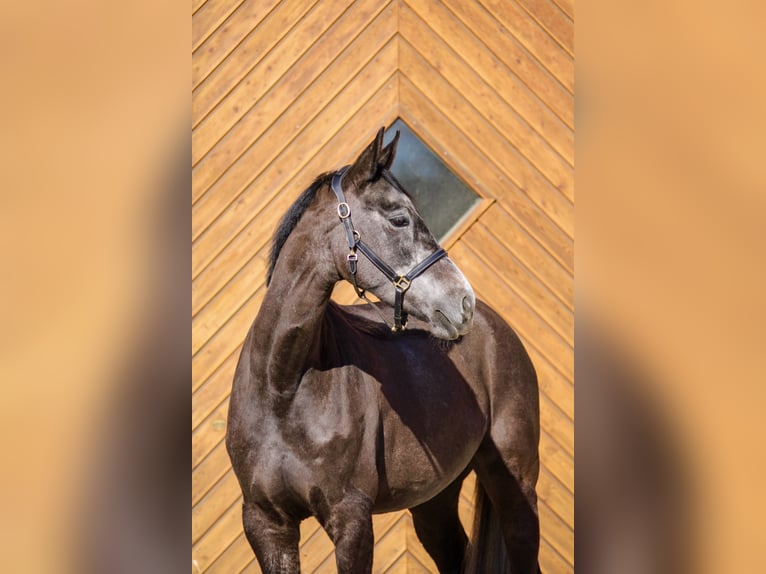 Sportivo Tedesco / Sportivo della Germania Giumenta 5 Anni 168 cm Grigio in Wittichenau