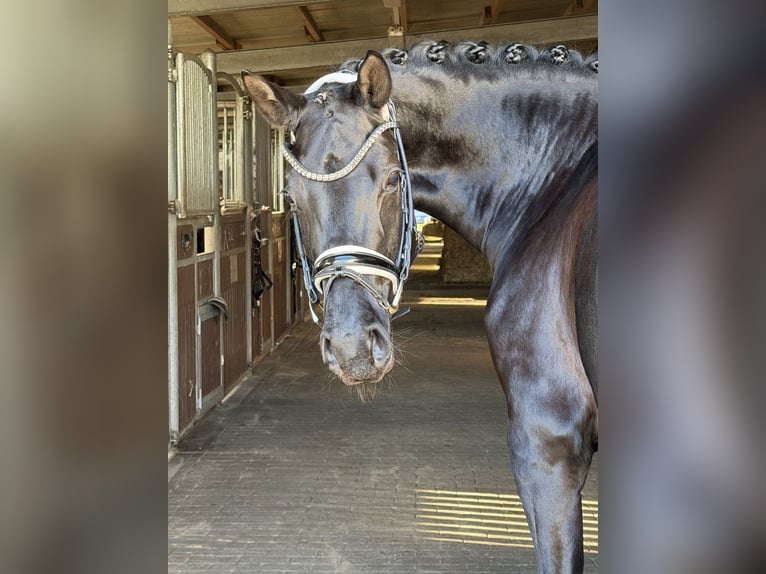 Sportivo Tedesco / Sportivo della Germania Giumenta 5 Anni 168 cm Morello in Schönwalde