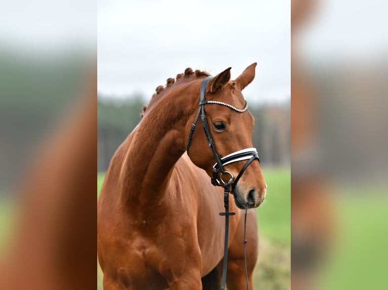 Sportivo Tedesco / Sportivo della Germania Giumenta 5 Anni 168 cm Sauro in Kamern