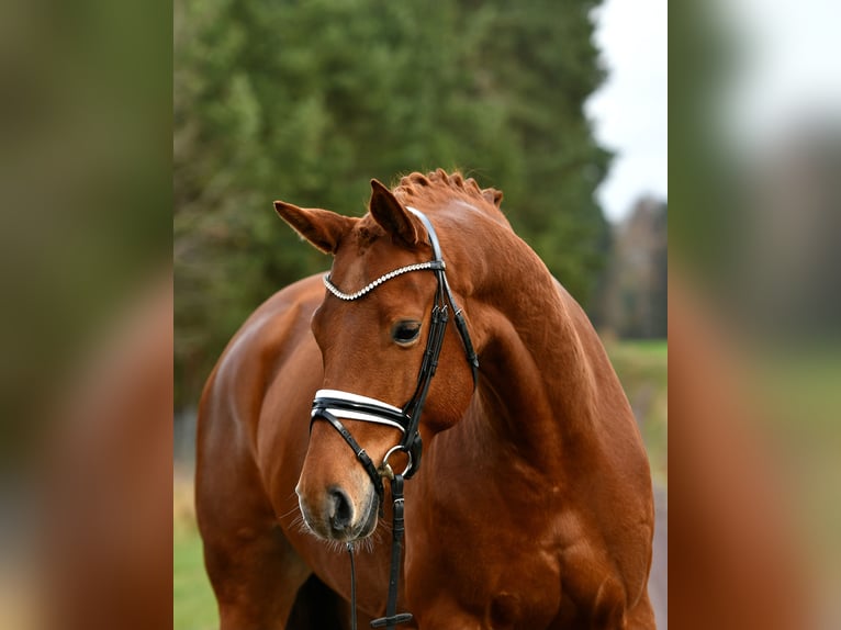 Sportivo Tedesco / Sportivo della Germania Giumenta 5 Anni 168 cm Sauro in Kamern