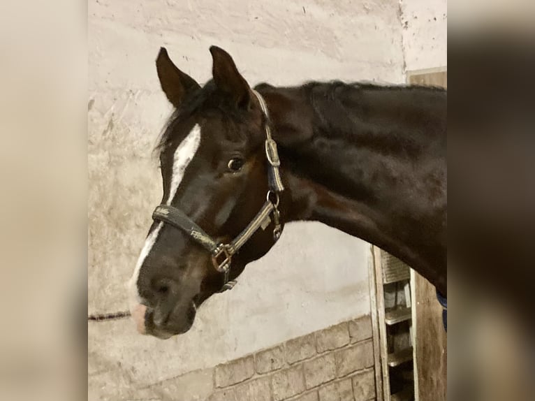 Sportivo Tedesco / Sportivo della Germania Giumenta 5 Anni 168 cm Sauro scuro in Beckingen