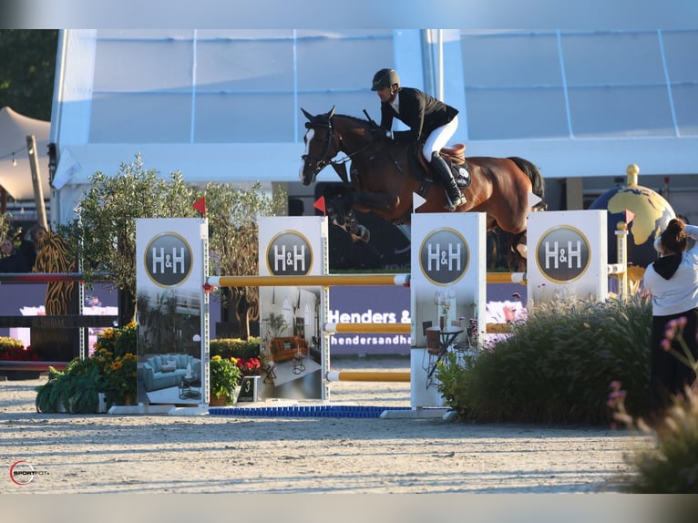 Sportivo Tedesco / Sportivo della Germania Giumenta 5 Anni 169 cm Baio in Waddinxveen