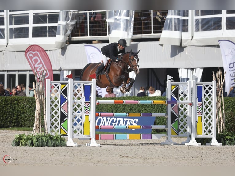 Sportivo Tedesco / Sportivo della Germania Giumenta 5 Anni 169 cm Baio in Waddinxveen