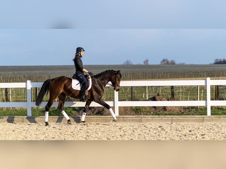 Sportivo Tedesco / Sportivo della Germania Giumenta 5 Anni 169 cm Baio scuro in Markdorf