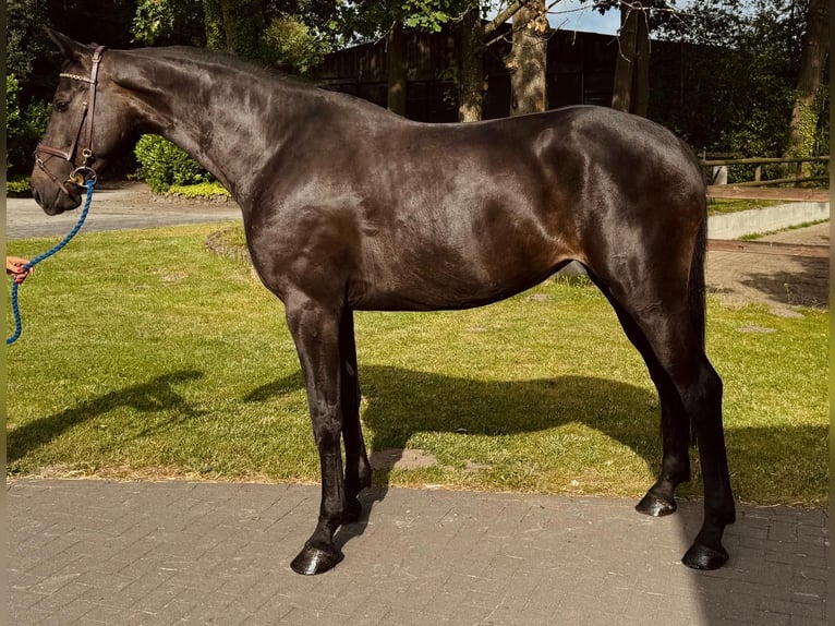 Sportivo Tedesco / Sportivo della Germania Giumenta 5 Anni 169 cm Morello in Horstmar