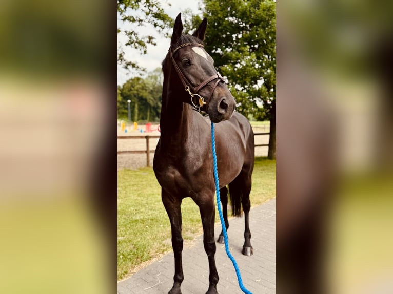 Sportivo Tedesco / Sportivo della Germania Giumenta 5 Anni 169 cm Morello in Horstmar