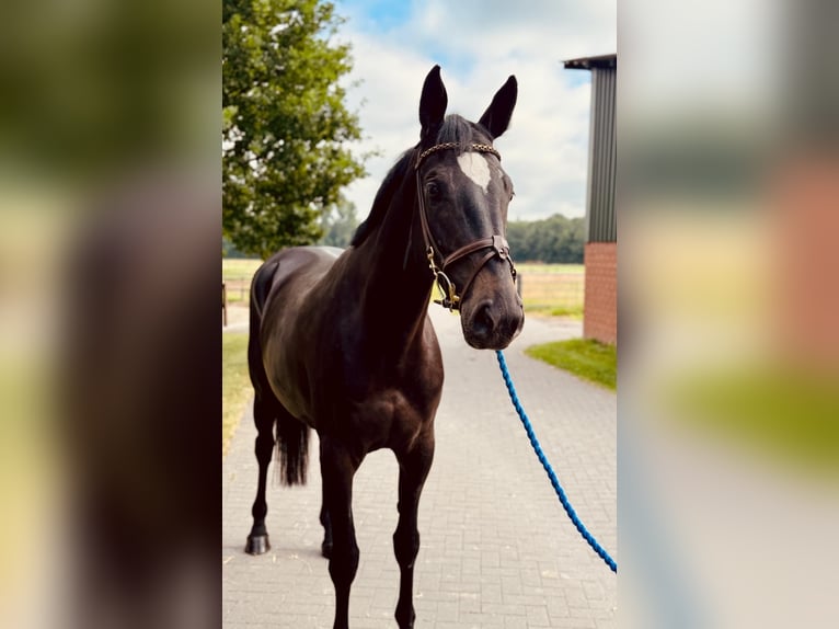 Sportivo Tedesco / Sportivo della Germania Giumenta 5 Anni 169 cm Morello in Horstmar
