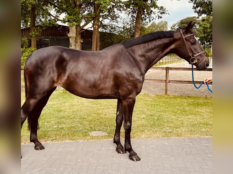 Sportivo Tedesco / Sportivo della Germania Giumenta 5 Anni 169 cm Morello in Horstmar