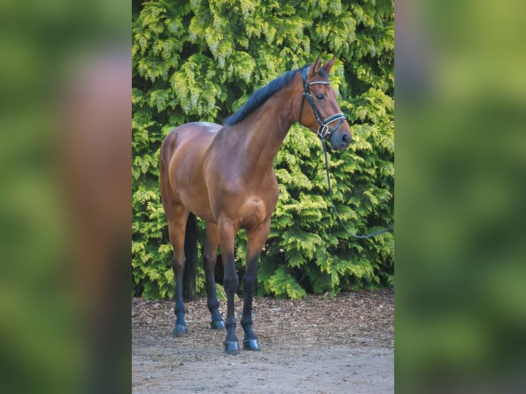 Sportivo Tedesco / Sportivo della Germania Giumenta 5 Anni 170 cm Baio in Berne