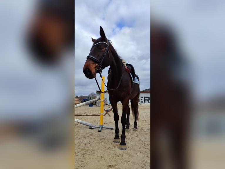 Sportivo Tedesco / Sportivo della Germania Giumenta 5 Anni 170 cm Baio in Drebach