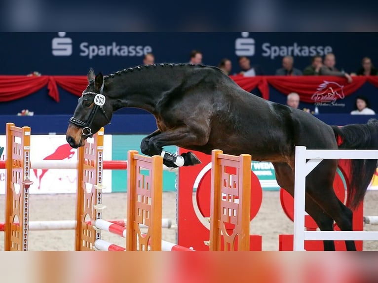 Sportivo Tedesco / Sportivo della Germania Giumenta 5 Anni 170 cm Baio in Drebach