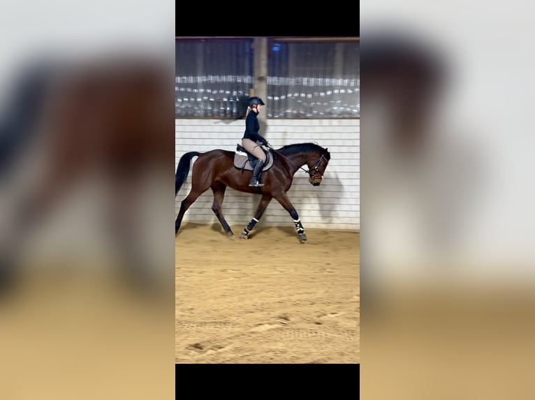 Sportivo Tedesco / Sportivo della Germania Giumenta 5 Anni 170 cm Baio in Salzwedel