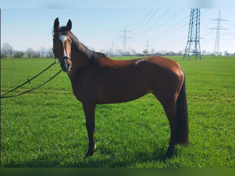Sportivo Tedesco / Sportivo della Germania Giumenta 5 Anni 170 cm Baio in Röhrsdorf