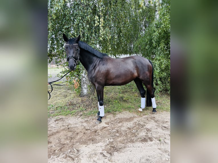 Sportivo Tedesco / Sportivo della Germania Giumenta 5 Anni 170 cm Baio nero in Groß Kreuz