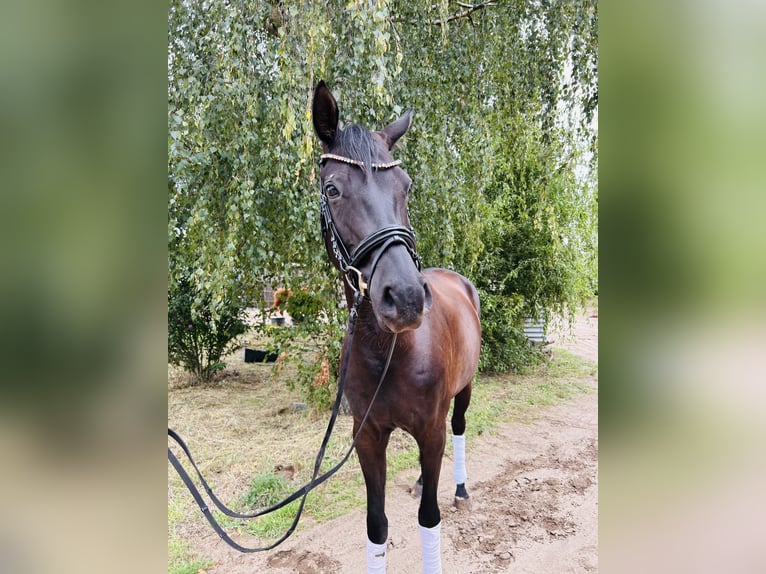 Sportivo Tedesco / Sportivo della Germania Giumenta 5 Anni 170 cm Baio nero in Groß Kreuz