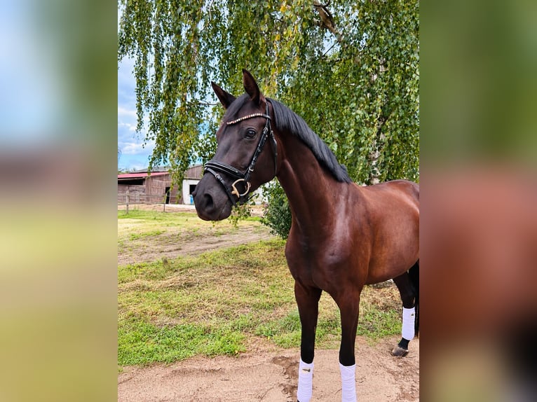 Sportivo Tedesco / Sportivo della Germania Giumenta 5 Anni 170 cm Baio nero in Groß Kreuz