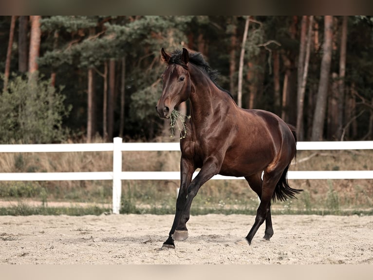 Sportivo Tedesco / Sportivo della Germania Giumenta 5 Anni 170 cm Baio scuro in Gross kreutz