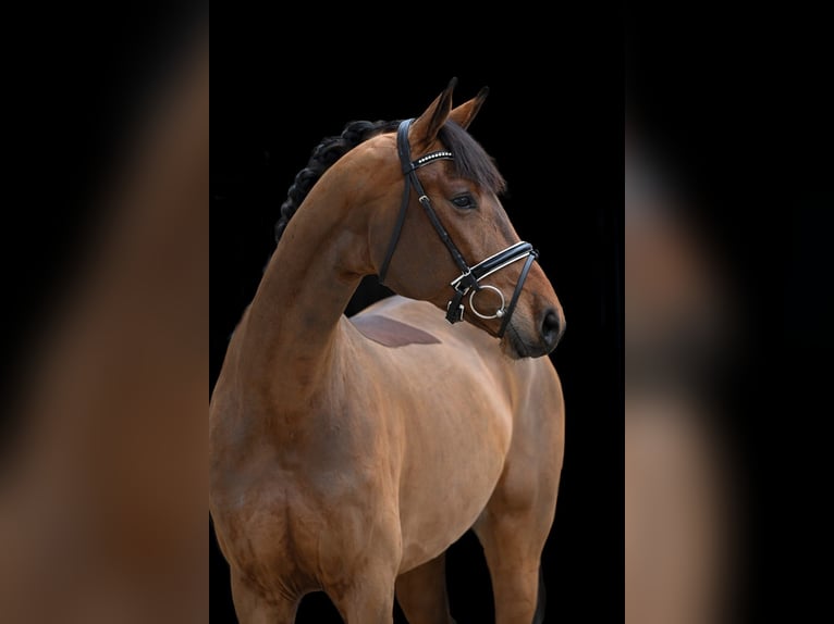 Sportivo Tedesco / Sportivo della Germania Giumenta 5 Anni 171 cm Baio in Tauberrettersheim