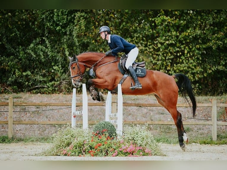 Sportivo Tedesco / Sportivo della Germania Giumenta 5 Anni 171 cm Baio in Riedstadt