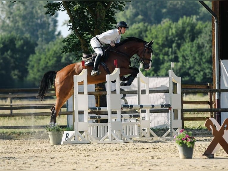 Sportivo Tedesco / Sportivo della Germania Giumenta 5 Anni 171 cm Baio in Riedstadt