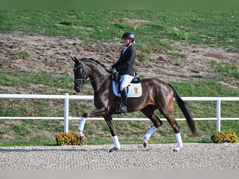 Sportivo Tedesco / Sportivo della Germania Giumenta 5 Anni 171 cm Morello in Gomadingen