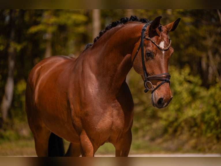 Sportivo Tedesco / Sportivo della Germania Giumenta 5 Anni 172 cm Baio in Wehringen