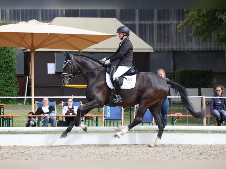 Sportivo Tedesco / Sportivo della Germania Giumenta 5 Anni 172 cm Baio nero in Renningen