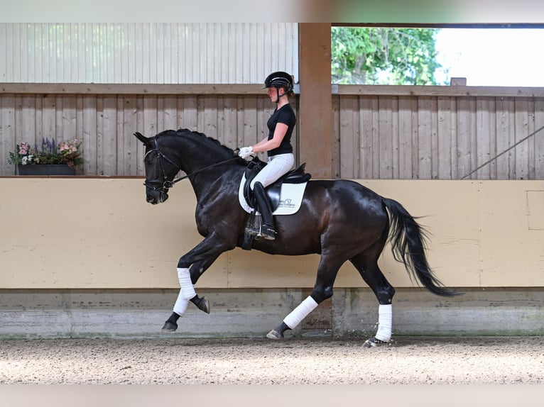Sportivo Tedesco / Sportivo della Germania Giumenta 5 Anni 172 cm Baio nero in Ostrach