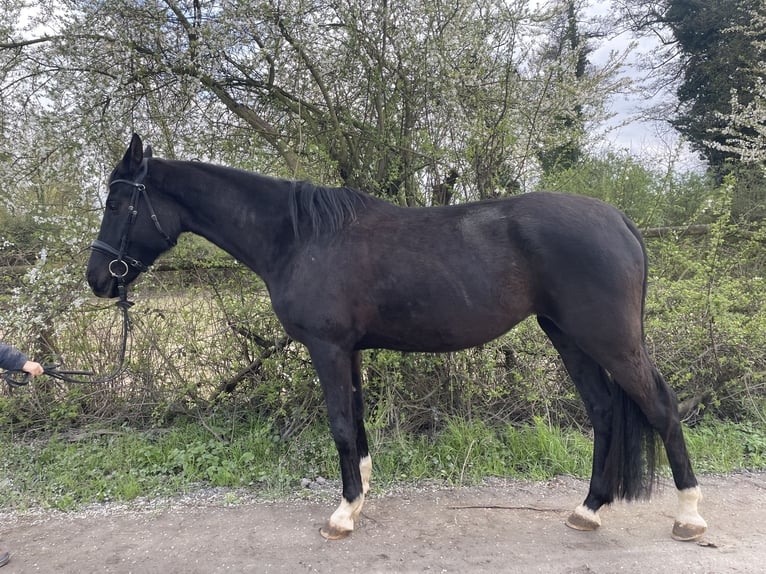 Sportivo Tedesco / Sportivo della Germania Giumenta 5 Anni 172 cm Baio nero in Graben-Neudorf