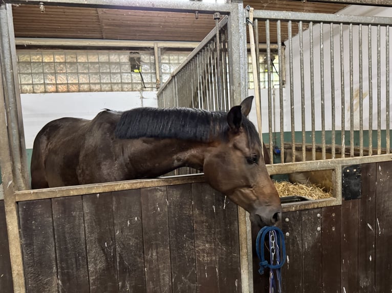 Sportivo Tedesco / Sportivo della Germania Giumenta 5 Anni 172 cm Baio scuro in Straubing