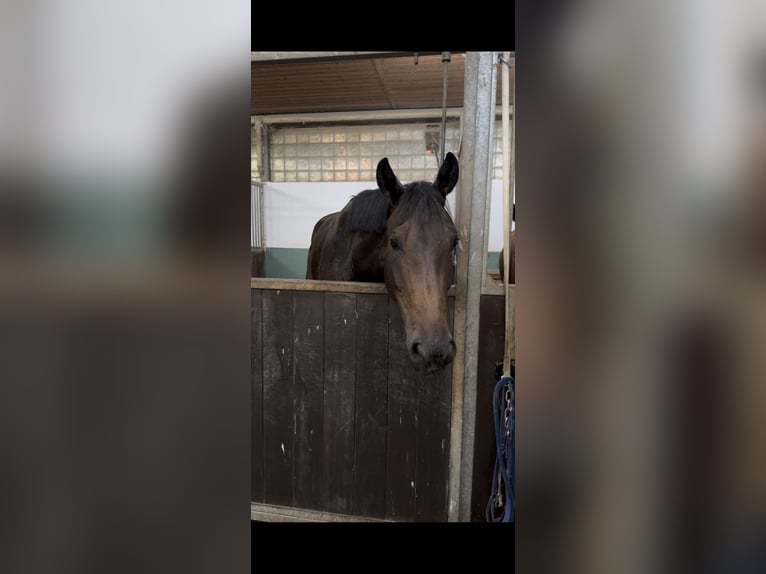 Sportivo Tedesco / Sportivo della Germania Giumenta 5 Anni 172 cm Baio scuro in Straubing