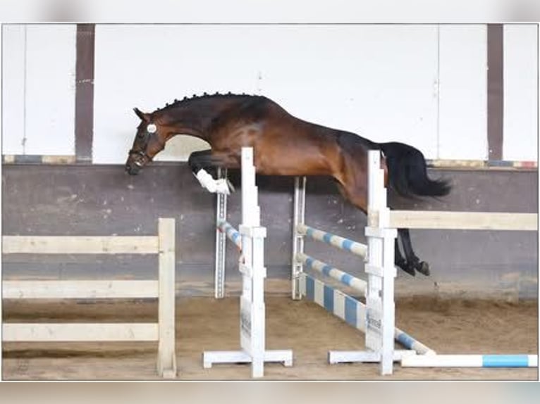 Sportivo Tedesco / Sportivo della Germania Giumenta 5 Anni 172 cm Baio scuro in Lommatzsch