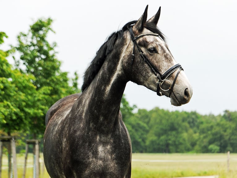 Sportivo Tedesco / Sportivo della Germania Giumenta 5 Anni 172 cm Grigio in Loewenberger Land, 30 min von Berlin