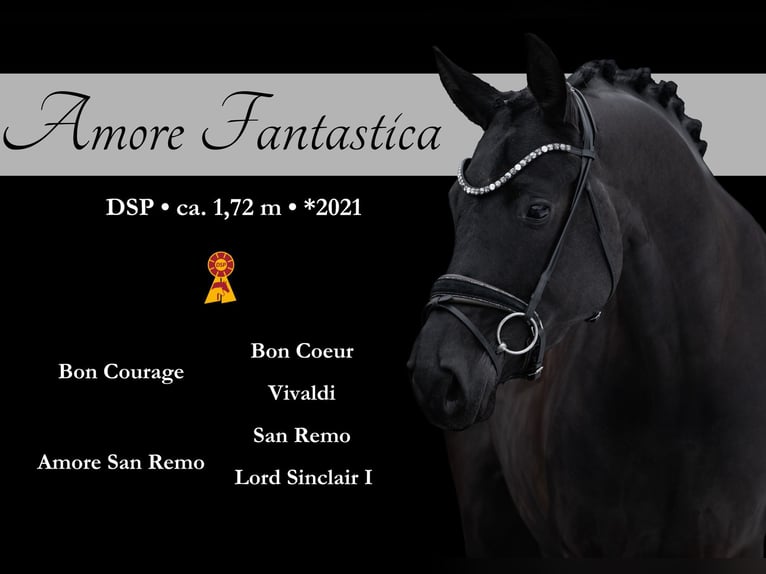 Sportivo Tedesco / Sportivo della Germania Giumenta 5 Anni 172 cm Morello in Wehringen