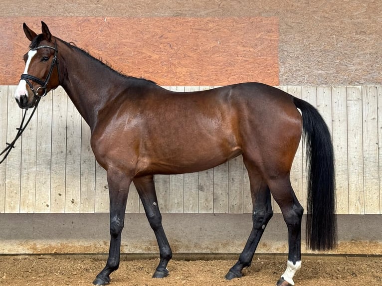 Sportivo Tedesco / Sportivo della Germania Giumenta 5 Anni 173 cm Baio scuro in Ansbach