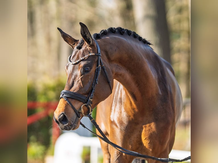 Sportivo Tedesco / Sportivo della Germania Giumenta 5 Anni 173 cm Baio scuro in Münster-Handorf