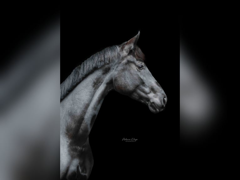 Sportivo Tedesco / Sportivo della Germania Giumenta 5 Anni 173 cm Morello in Erbach