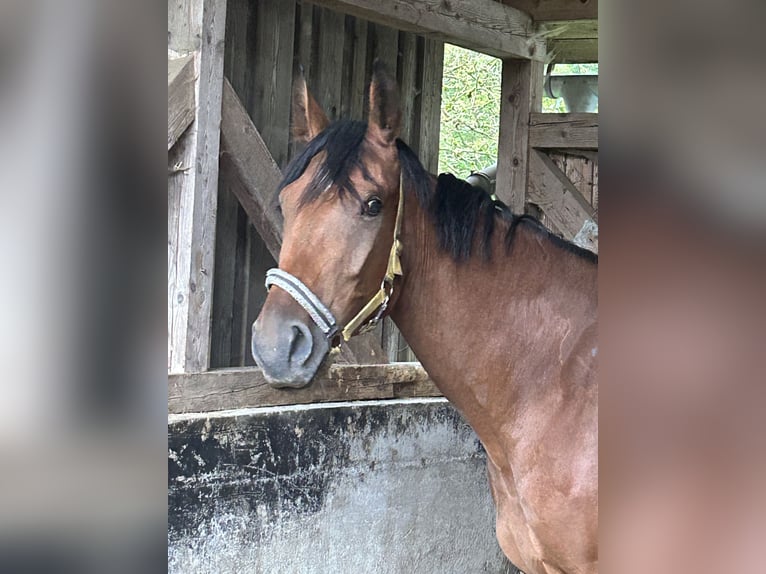 Sportivo Tedesco / Sportivo della Germania Giumenta 5 Anni 175 cm Baio scuro in Gmund am Tegernsee