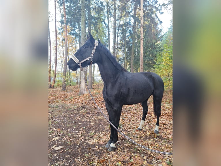 Sportivo Tedesco / Sportivo della Germania Giumenta 5 Anni 175 cm Morello in Neustadt dosse